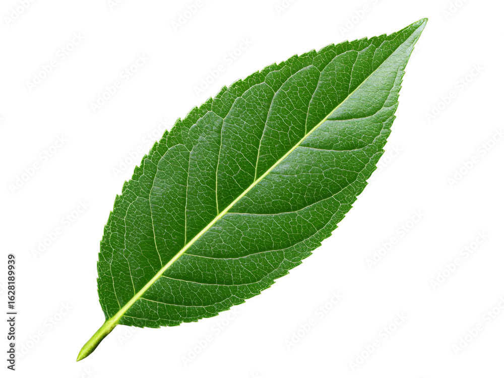Fototapeta premium Single vibrant green leaf isolated on black background, Isolated On White Background, Png Transparent