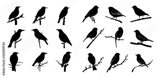 Silhouettes of birds perched on tree branches are shown on a plain white background
