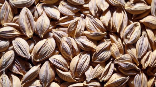 Job's tears seeds, also known as adlay or coix seeds, fill the frame in a series of detailed close ups, showcasing texture and color variations
