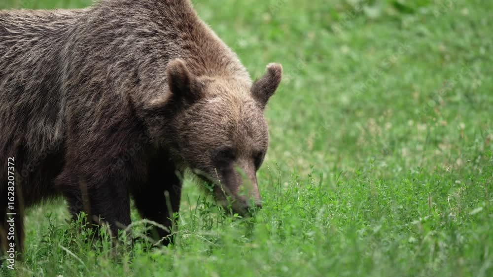 A detailed view of a brown bear in a meadow. A brown bear in Romania is on the lookout for something to eat. A detailed view of a brown bear in a meadow. A brown bear in Romania is on the lookout for something to eat.