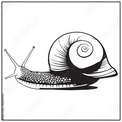 Vector art of detailed drawing of a snail isolated on white background