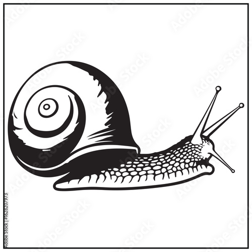 Vector art of artistic rendition of a snail isolated on white background