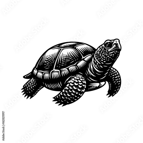 Engraving of a turtle isolated on white background, vintage style drawing
