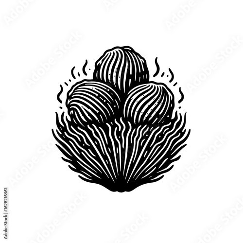 Vintage woodcut illustration of Turkish Kadaif dessert nests.