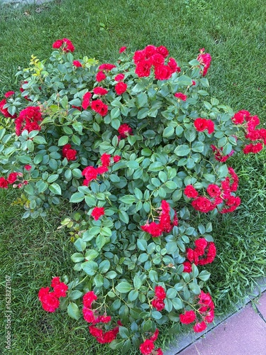 Large green flowering bush on a street in Cherkasy, Ukraine, showcasing vibrant foliage and abundant blossoms in an urban setting.
