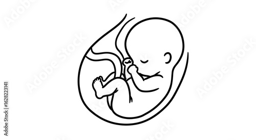 Prenatal development illustration of baby fetus in womb for educational use