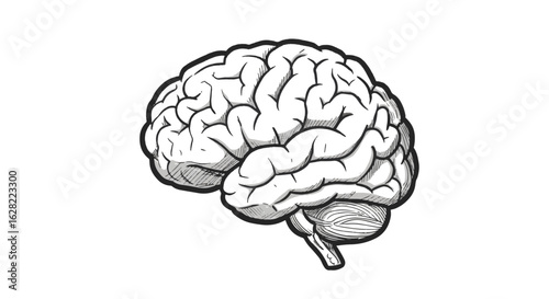 Anatomical illustration of human brain lobes for educational purposes