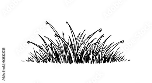 Morning dew on grass blades drawing for nature design