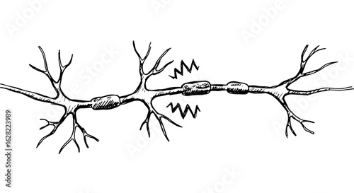 Anatomical diagram of nerve cell with signal impulse transmission for educational use