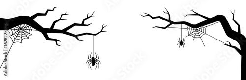 Creepy spider web and bare tree branch silhouette border with hanging spiders, spooky Halloween vector graphic on transparent background for decoration or digital overlay