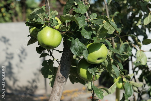 Green apples on an apple tree