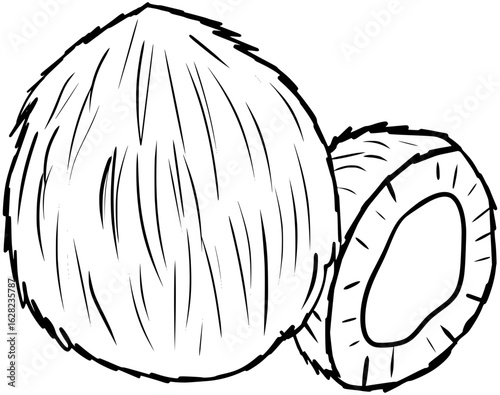 Coconut Fruits Vector Outline Line Art Drawing