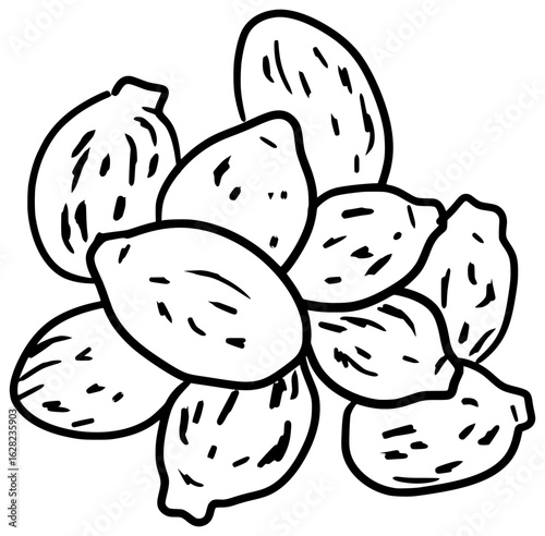 Castor Beans Vector Outline Line Art Drawing