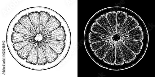 Isolated vector image of lemon slice, two designs on transparent and black background, pencil drawing, chalk drawing
