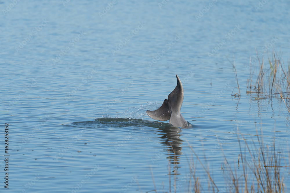 Fototapeta premium Kiawah River Dolphin Tail Wave