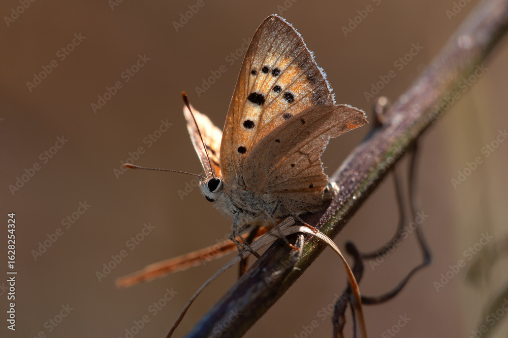Fototapeta premium butterfly small copper or American copper Lycaena phlaeas sitting on a dry plant stem, autumn
