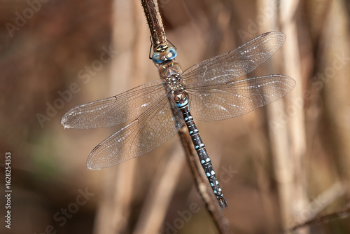 dragonfly southern migrant hawker or blue eyed hawker Aeshna affinis sitting on a plant stem, autumn
