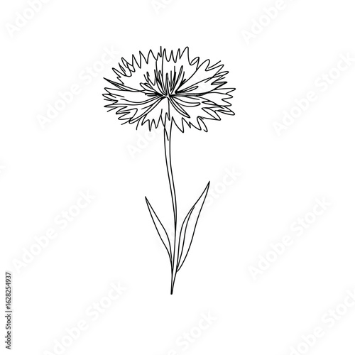 Cornflower illustration in line art style in black and white, representing simplicity