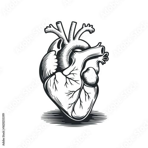 Anatomical Heart Engraving on White Background Featuring Arteries and Veins