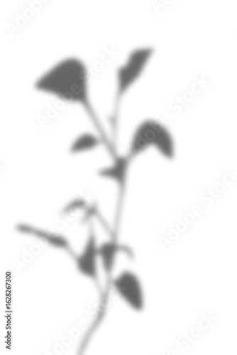 Black and White abstract background texture of shadows leaf on a white wall.
