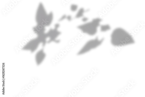 Black and White abstract background texture of shadows leaf on a white wall.