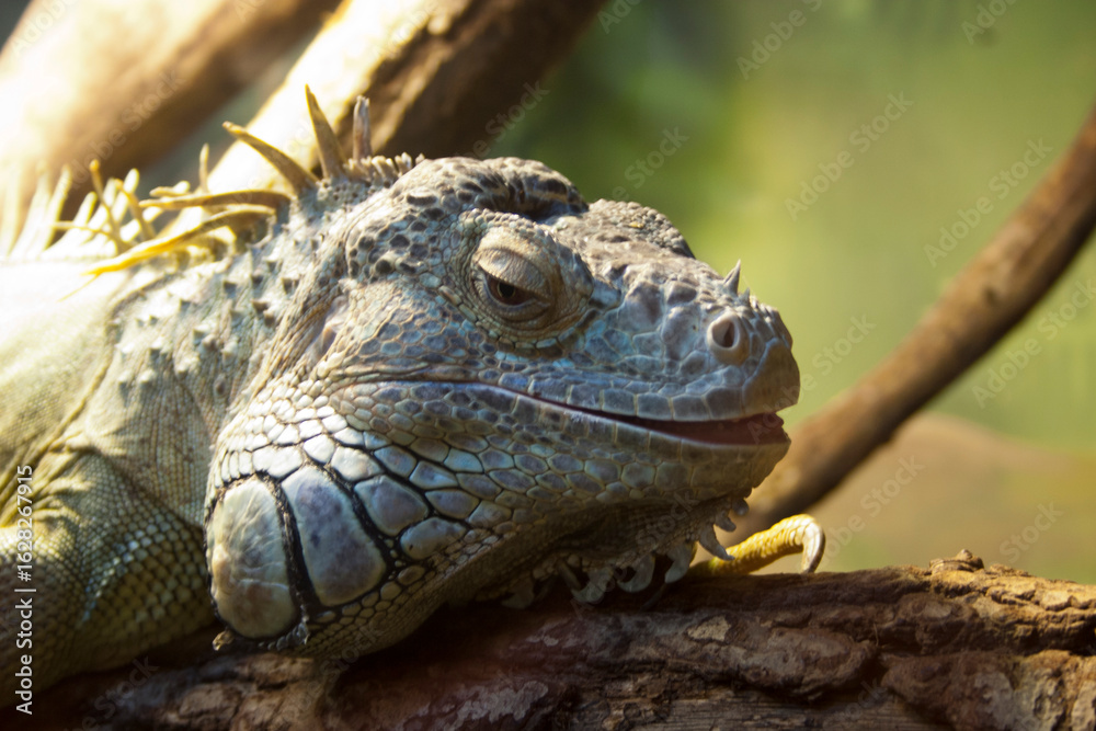 Fototapeta premium Green iguana (Iguana iguana) on a branch