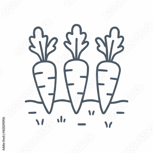 Three carrots growing in soil with green leaves on top  