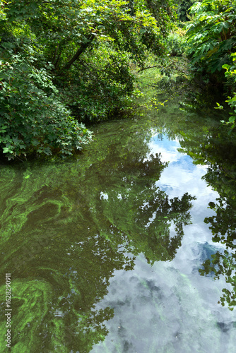 Fotografie Forest landscape with a quiet river with a green cassock flowing between trees a