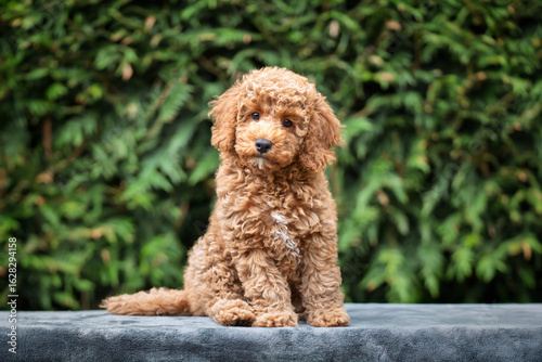 A cute tan apricot miniature poodle puppy looking like a teddy bear on a blanket
