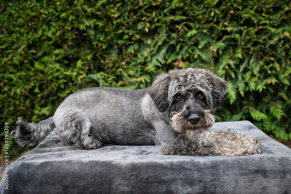 Fototapeta premium A black schnauzer posing on a blanket in the garden