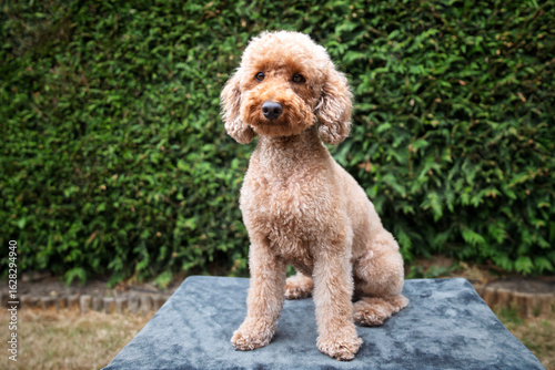A poodle posing on a blanket