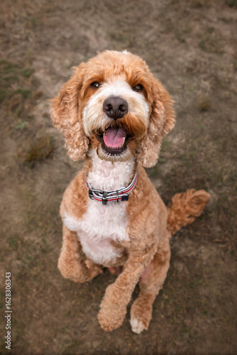 Apricot Cockapoo in the forest in Ascot with soulful eyes looking up