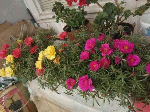 flowers in pots