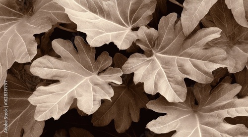 Close-up sepia-toned view of large, overlapping leaves