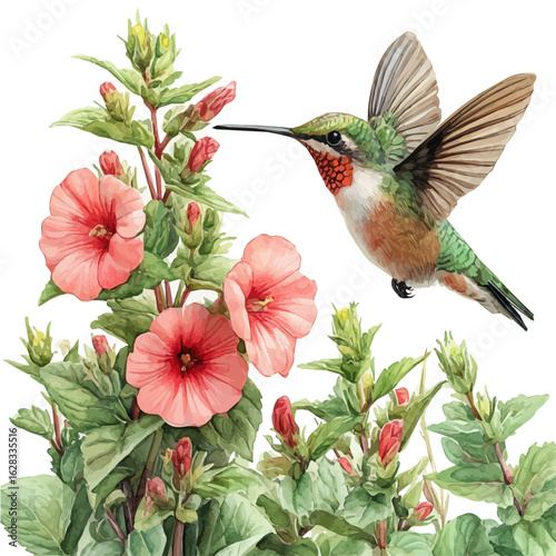 Hummingbird Mint Flower, watercolor painting vector, isolated on a white background.
