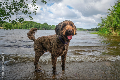 Brown Sprockapoo dog - Springer Cocker Poodle cross - standing in the lake at Virginia Water