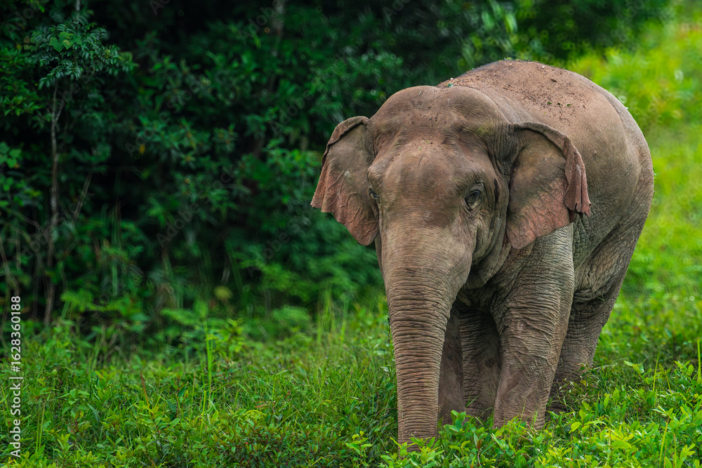 Fototapeta premium Elephants are large mammals and are the largest land animals. Wild elephants eat plants. They are big, have a small head, big legs, and have a trunk that reaches to the ground. That trunk is the nose.