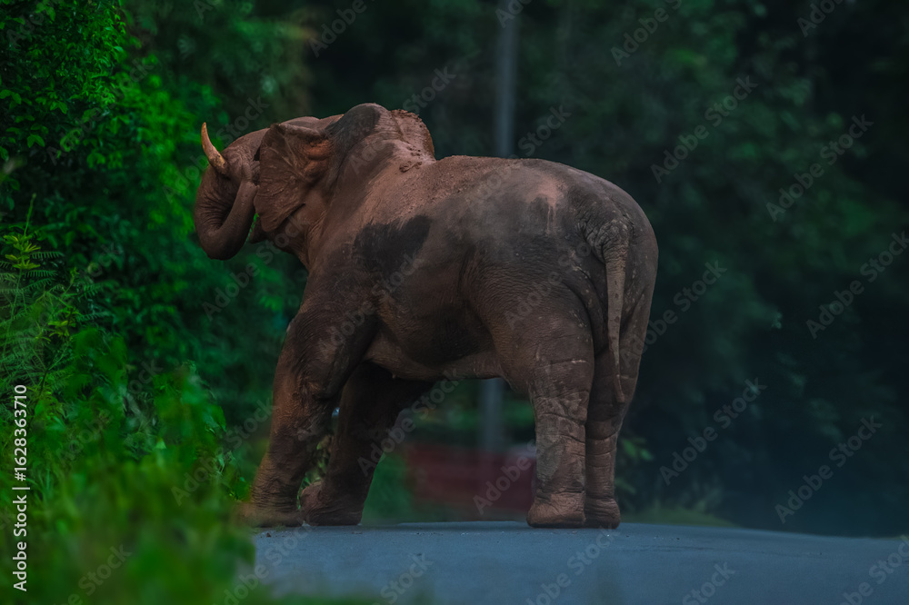 Naklejka premium Elephants are large mammals and are the largest land animals. Wild elephants eat plants. They are big, have a small head, big legs, and have a trunk that reaches to the ground. That trunk is the nose.