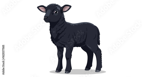 A cute black lamb standing on a white background