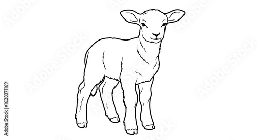 Adorable lamb line drawing standing on white background