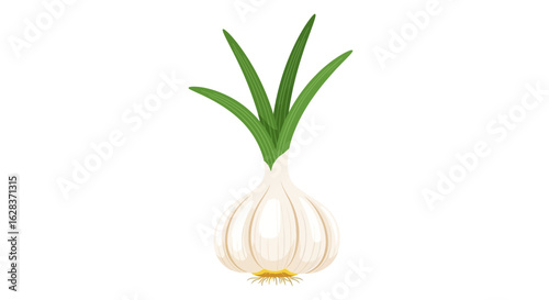 Fresh garlic bulb with green stalks and roots isolated on white