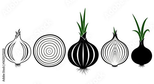 Stylized onions and cross sectional view