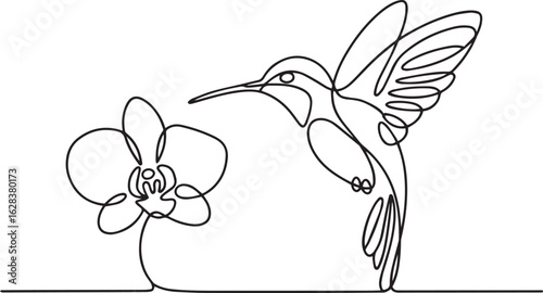 Continuous one line drawing of a graceful hummingbird hovering over an orchid flower in a minimalist style on a white background


