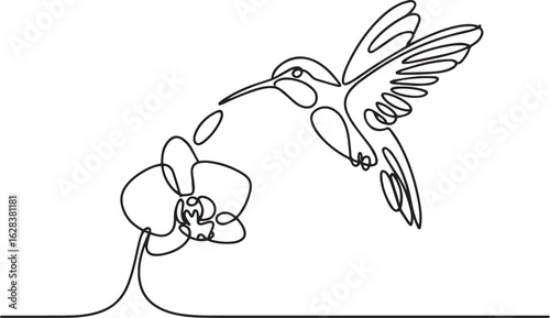 Continuous one line drawing of a graceful hummingbird hovering over an orchid flower in a minimalist style on a white background

