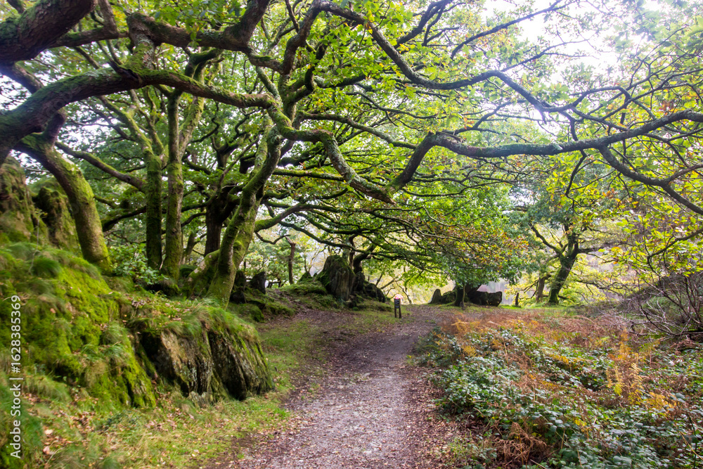 Naklejka premium Ancient oak trees with their branches hanging over a trail on the banks of Llyn Dinas, in Eryri National Park in Wales