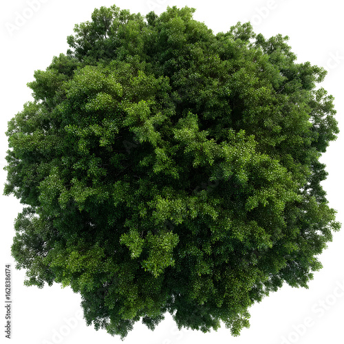 Aerial view of a lush green tree on a black background, perfect for design mockups