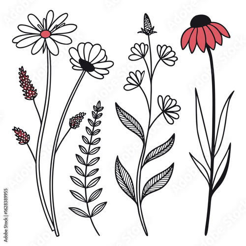 Illustration of various hand drawn flowers and plants with line art and selective color accents design