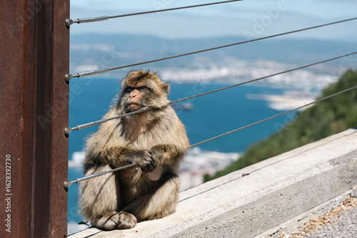 Barbary Macaque in Gibraltar
