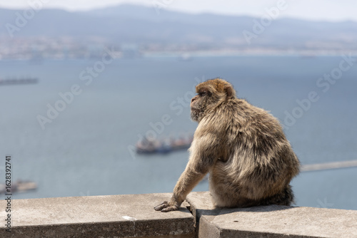 Barbary Macaque in Gibraltar