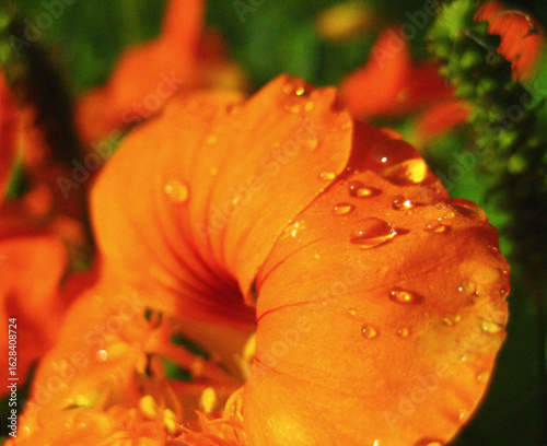 orange flower with water drops